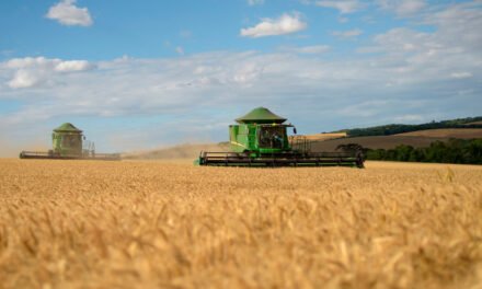 Pelo segundo ano consecutivo, produção nacional de trigo bate recorde