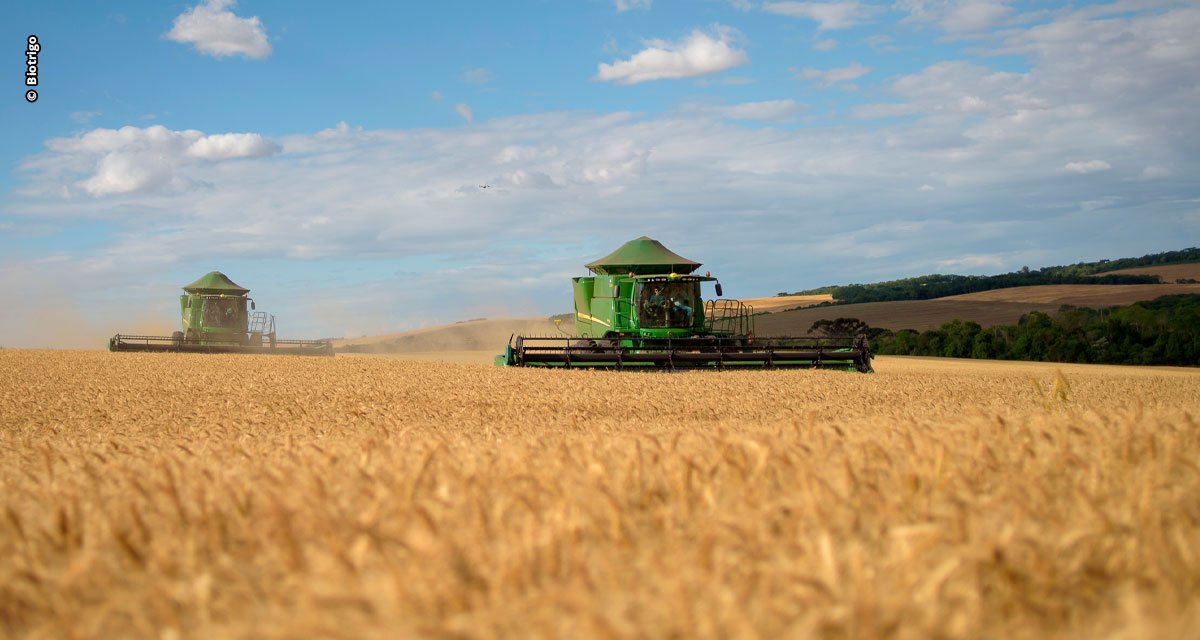 Pelo segundo ano consecutivo, produção nacional de trigo bate recorde
