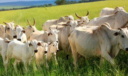 Tecnologia Aglomerax eleva ganho de peso e eficiência reprodutiva em fazendas da Bahia e de Minas Gerais