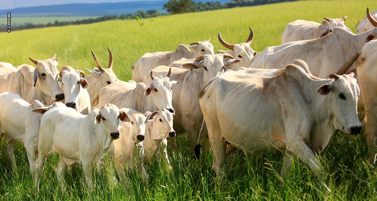 Tecnologia Aglomerax eleva ganho de peso e eficiência reprodutiva em fazendas da Bahia e de Minas Gerais