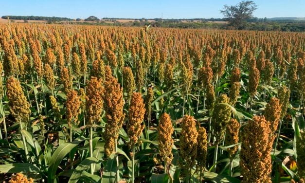 Brevant® Sementes é líder no mercado de sorgo pelo terceiro ano consecutivo