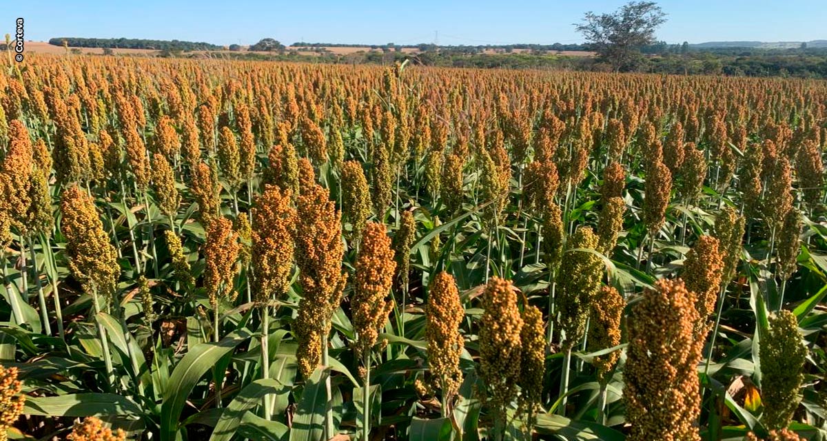 Brevant® Sementes é líder no mercado de sorgo pelo terceiro ano consecutivo