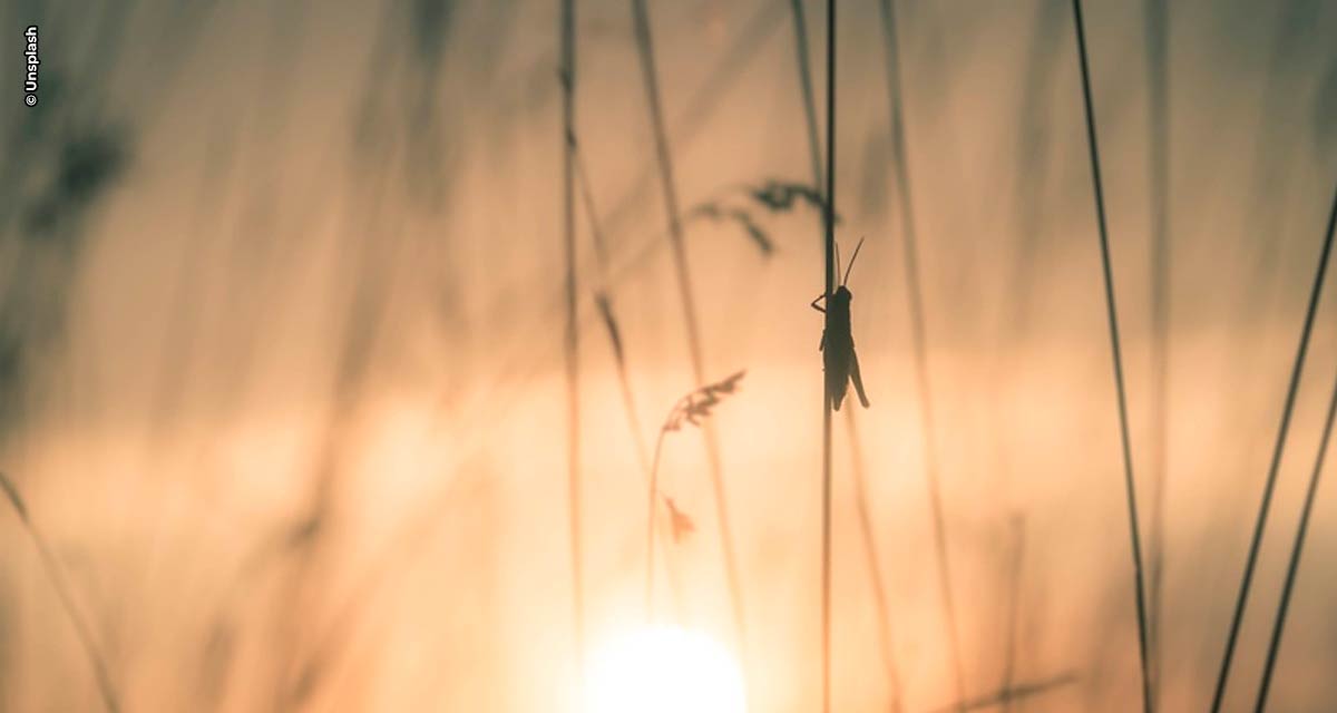 Como a fábula ‘A Cigarra e a Formiga’ pode nos ajudar a pensar sobre mudanças climáticas