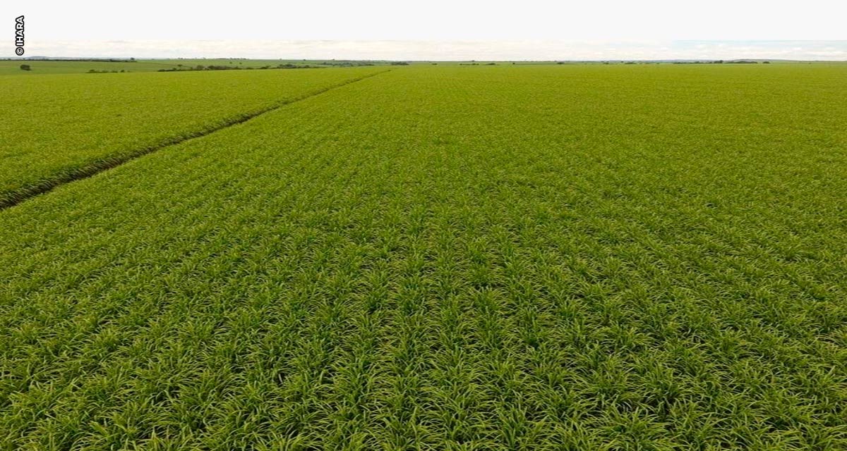 Caminhos da Maturação IHARA fará monitoramento, em tempo real, de indicadores de qualidade da cana