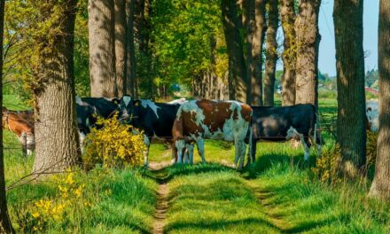 Minerva Foods promove novo ciclo de treinamentos de Bem-Estar Animal para pecuaristas parceiros em todo Brasil