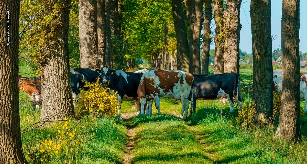 Minerva Foods promove novo ciclo de treinamentos de Bem-Estar Animal para pecuaristas parceiros em todo Brasil