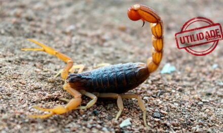 Saiba identificar os dois tipos mais comuns de escorpião