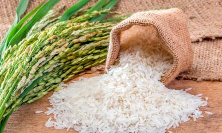 Fungos afetam a produção do arroz. Quebra da oferta pode causar elevação de preços
