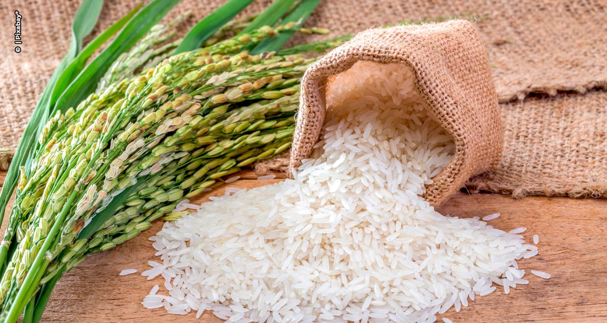 Fungos afetam a produção do arroz. Quebra da oferta pode causar elevação de preços