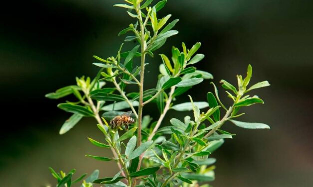 ABEMEL lidera projeto inédito para criar primeiro padrão de qualidade da própolis no mundo