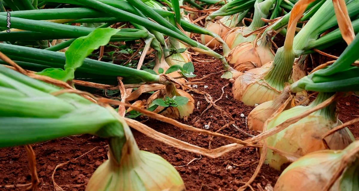 Líder no mercado de sementes de cebolas híbridas, Topseed Premium aposta em pesquisa e tecnologia para continuar atendendo produtores