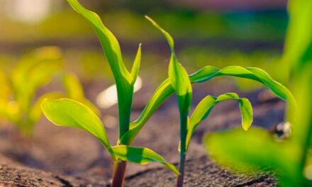 Bioinsumos: agentes da sustentabilidade