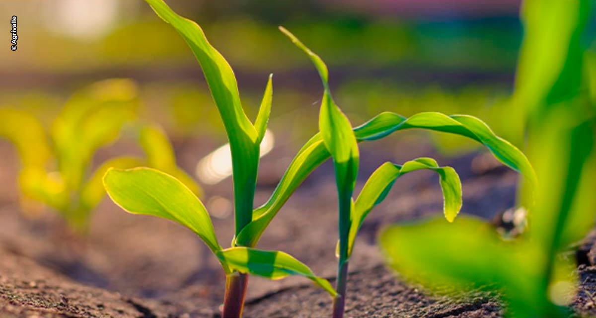 Bioinsumos: agentes da sustentabilidade