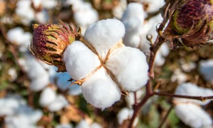 Brasil é o segundo maior exportador mundial de algodão e se prepara para alcançar o topo, com um produto sustentável, tecnológico e de qualidade