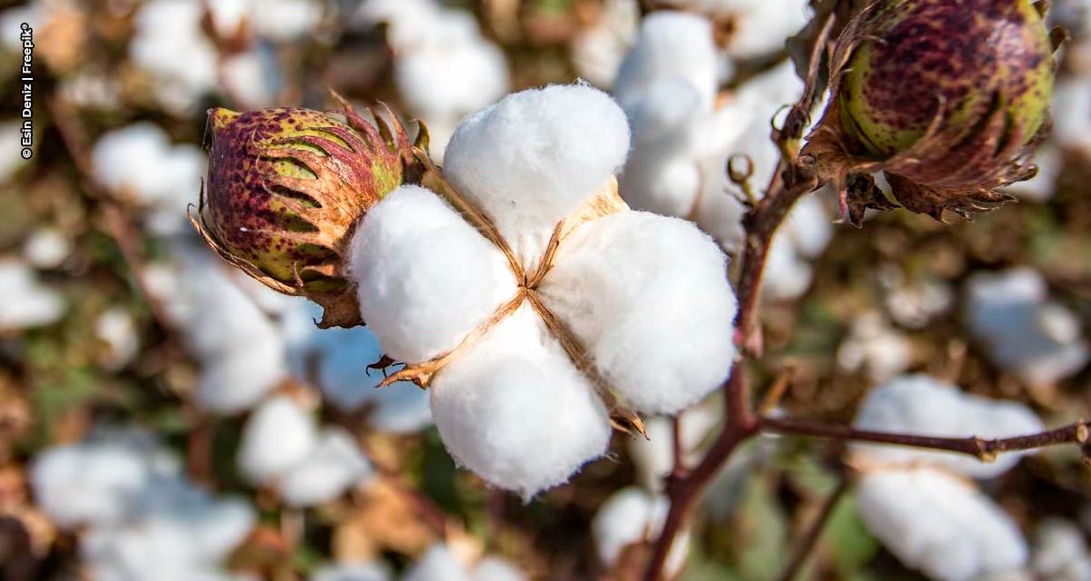 Brasil é o segundo maior exportador mundial de algodão e se prepara para alcançar o topo, com um produto sustentável, tecnológico e de qualidade