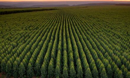 Pequenos agricultores do Vale do Jequitinhonha poderão plantar hortaliças nas terras da Aperam BioEnergia