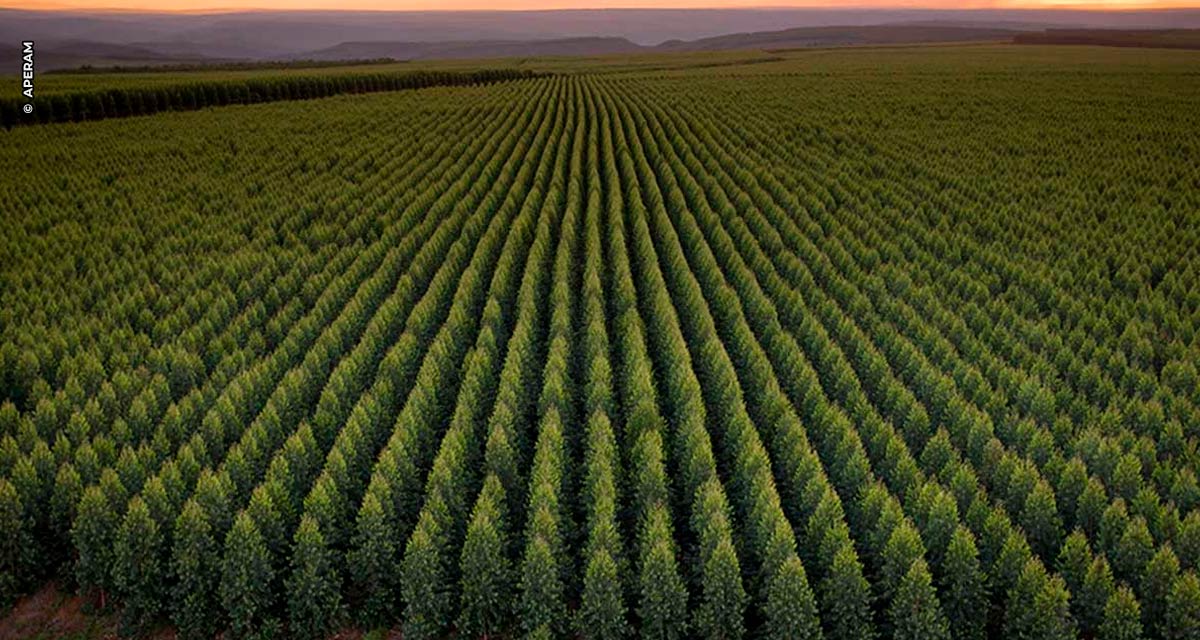 Pequenos agricultores do Vale do Jequitinhonha poderão plantar hortaliças nas terras da Aperam BioEnergia