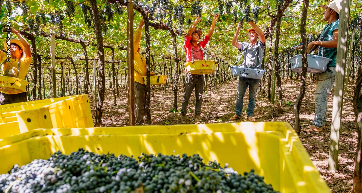 Vinícola Aurora inicia safra da uva e prevê receber 75 milhões de quilos