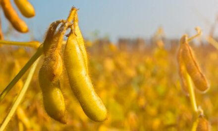 Estresses abióticos e déficit nutricional podem impedir enchimento dos grãos de soja