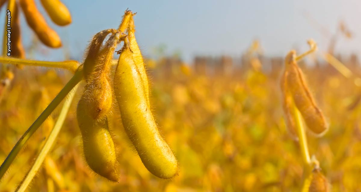 Estresses abióticos e déficit nutricional podem impedir enchimento dos grãos de soja