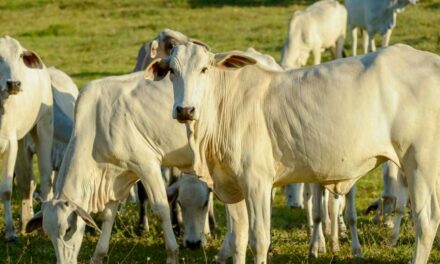 CDIAL Halal prevê crescimento de 100% na certificação de empresas de carne bovina em 2023