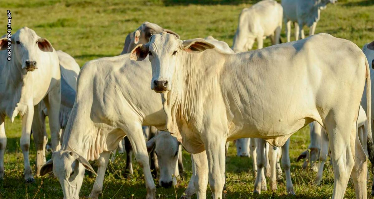 CDIAL Halal prevê crescimento de 100% na certificação de empresas de carne bovina em 2023