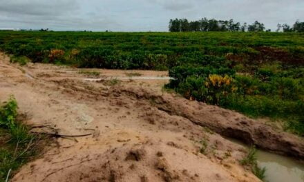 Excesso de chuva pode impactar as principais regiões produtoras