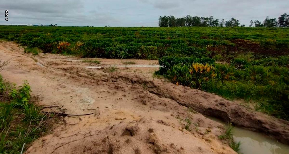 Excesso de chuva pode impactar as principais regiões produtoras