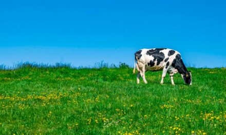 Tecnologia via satélite aumenta eficiência nutricional do pasto e gera benefícios na produção de leite