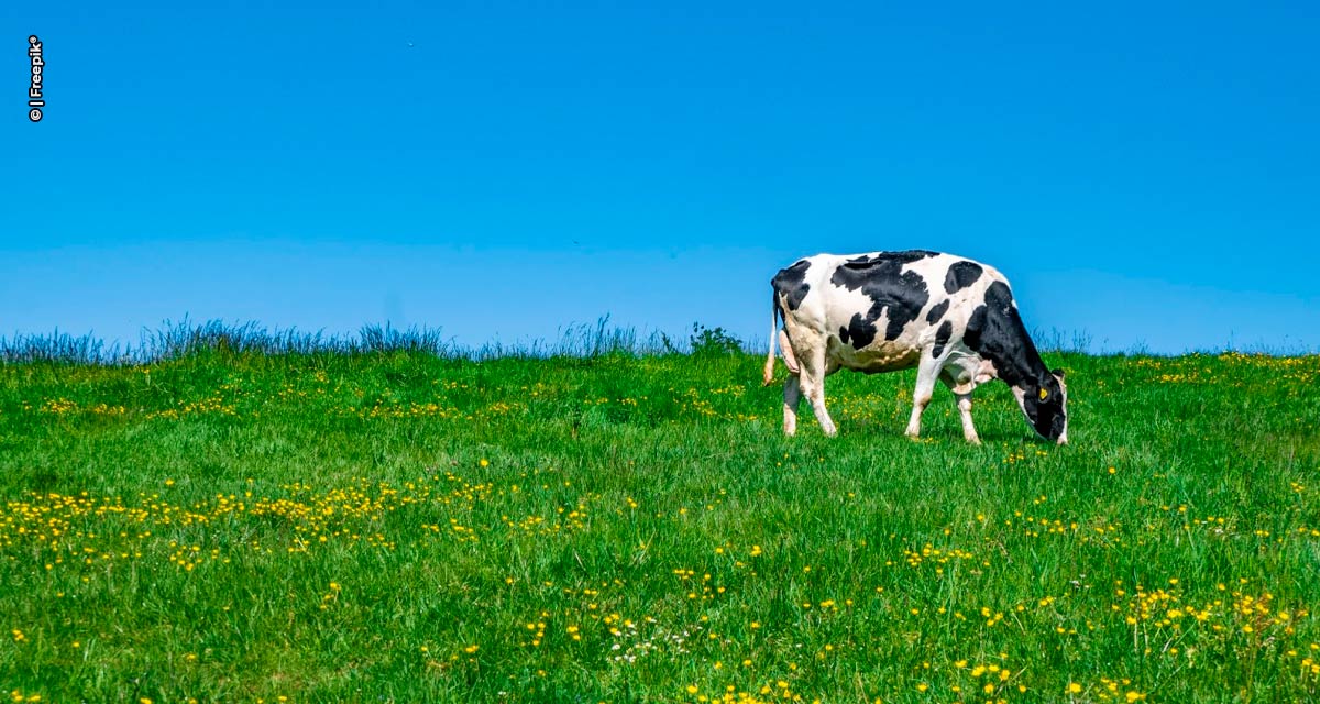 Tecnologia via satélite aumenta eficiência nutricional do pasto e gera benefícios na produção de leite