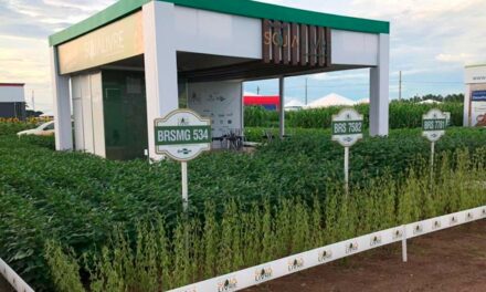 Instituto Soja Livre apresenta 12 cultivares de soja convencional em Mato Grosso