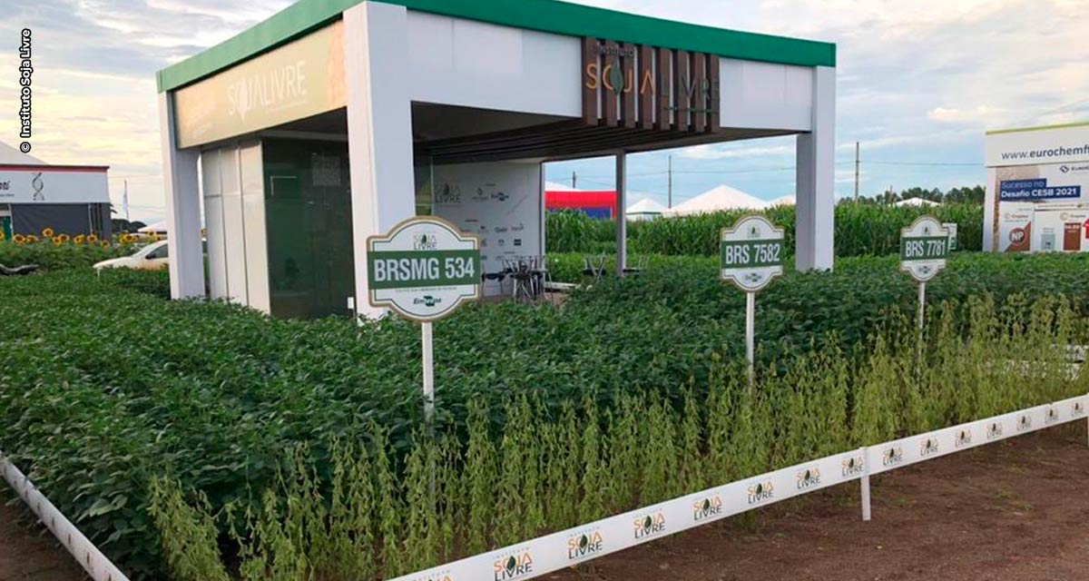 Instituto Soja Livre apresenta 12 cultivares de soja convencional em Mato Grosso