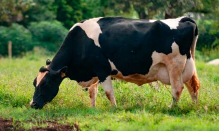 Produção de leite a pasto: modelo oferece aumento da produtividade e menor custo para pecuaristas