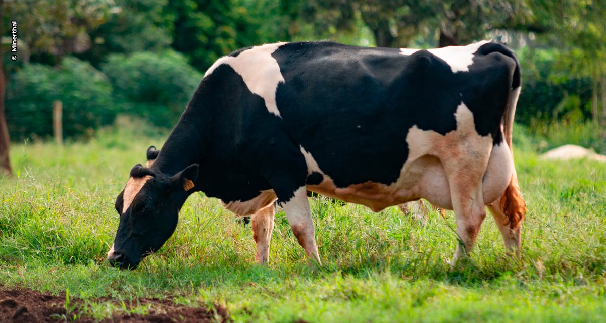 Produção de leite a pasto: modelo oferece aumento da produtividade e menor custo para pecuaristas