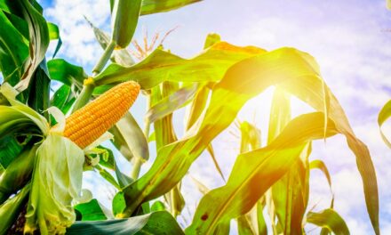 Fertilizante multinutrientes contribui para a construção do potencial produtivo do milho