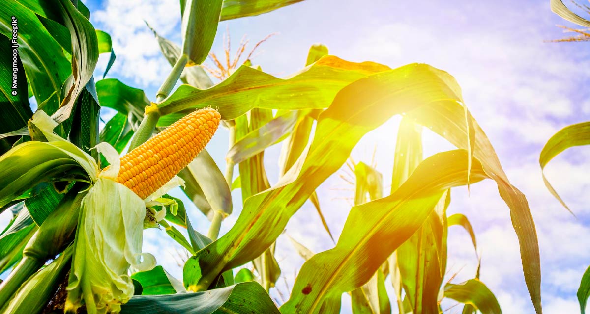 Fertilizante multinutrientes contribui para a construção do potencial produtivo do milho