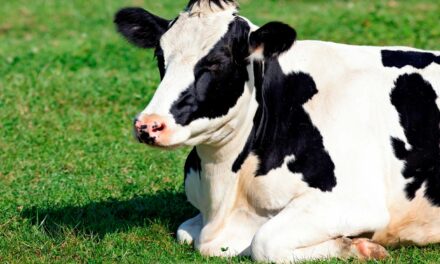 Controle da dor e inflamação: uso de anti-inflamatório auxilia o bem-estar do gado e o rápido retorno produtivo