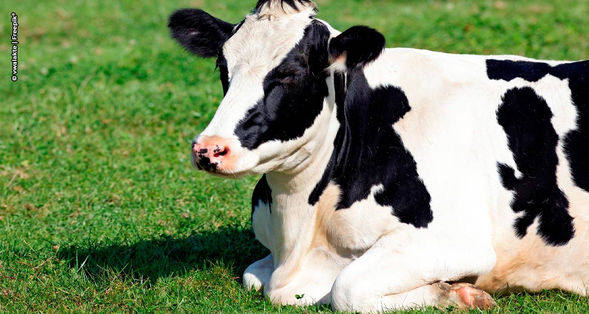 Controle da dor e inflamação: uso de anti-inflamatório auxilia o bem-estar do gado e o rápido retorno produtivo