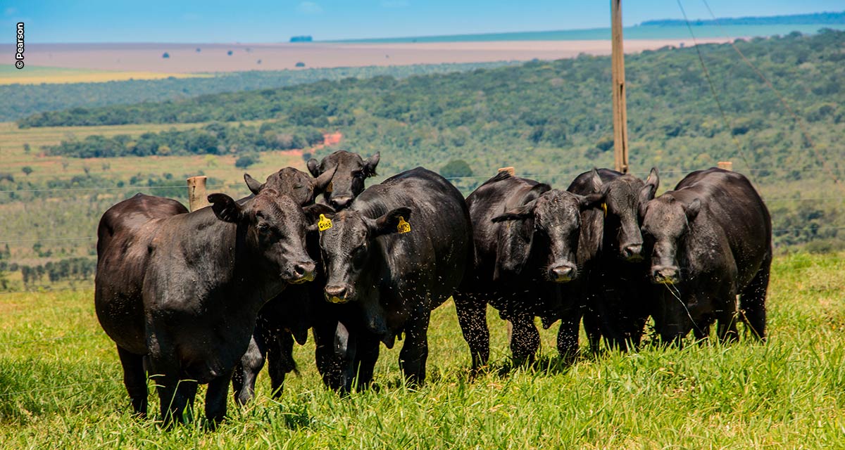 O período das águas chegou e os ectoparasitas têm o ambiente ideal para proliferação