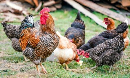 Conheça as diferenças entre os galinheiros agroflorestais