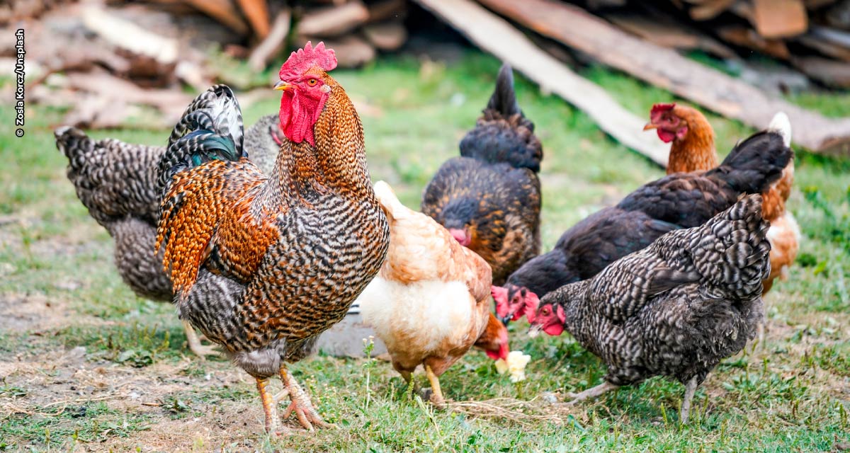 Conheça as diferenças entre os galinheiros agroflorestais