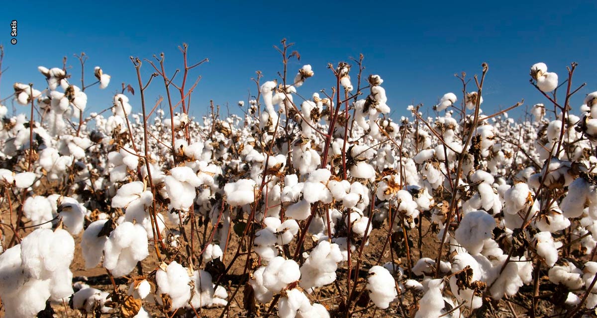 Especialista alerta para o risco de incidência de pragas no algodão