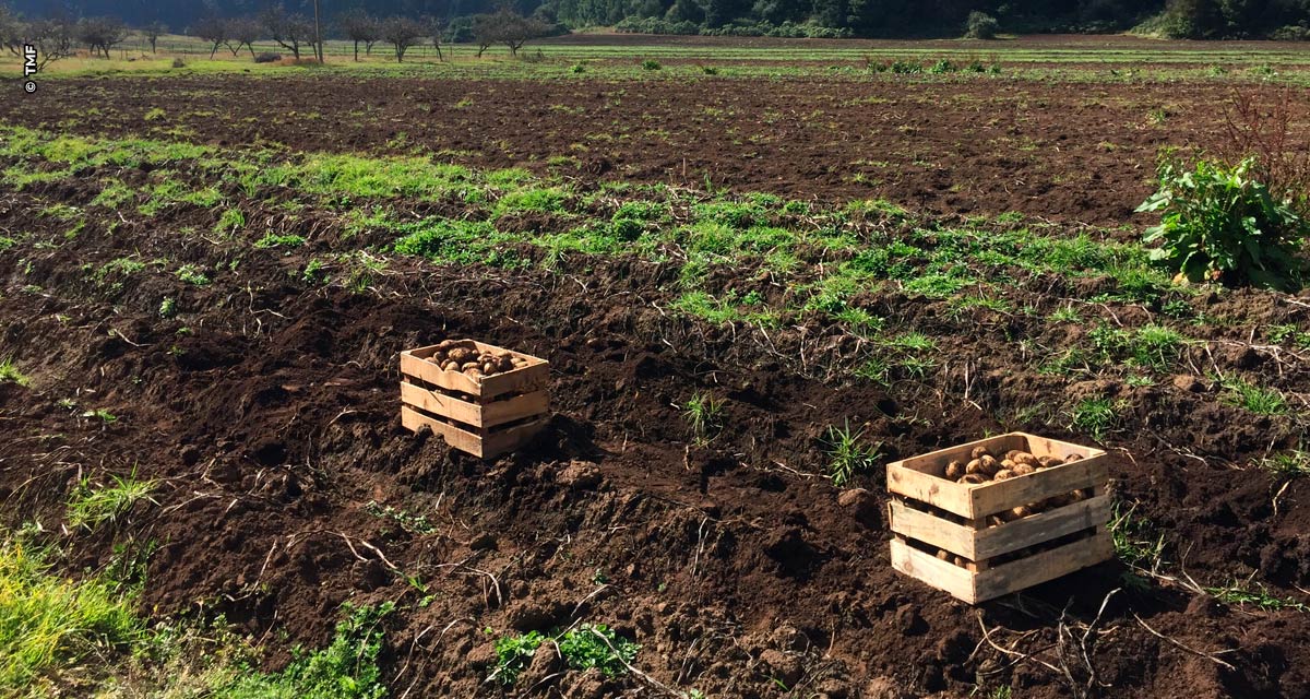 TMF Fertilizantes lança nova linha TMF.NUTBIO visando maior capacidade produtiva dos solos