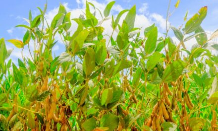 Tecnologia no campo: dicas sobre como identificar e prevenir doenças comuns em plantações de soja