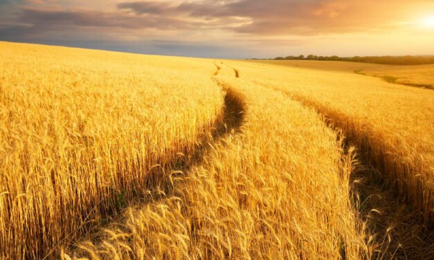 Barenbrug expande sua atuação comercial no agronegócio brasileiro com licenciamento de genética de trigo