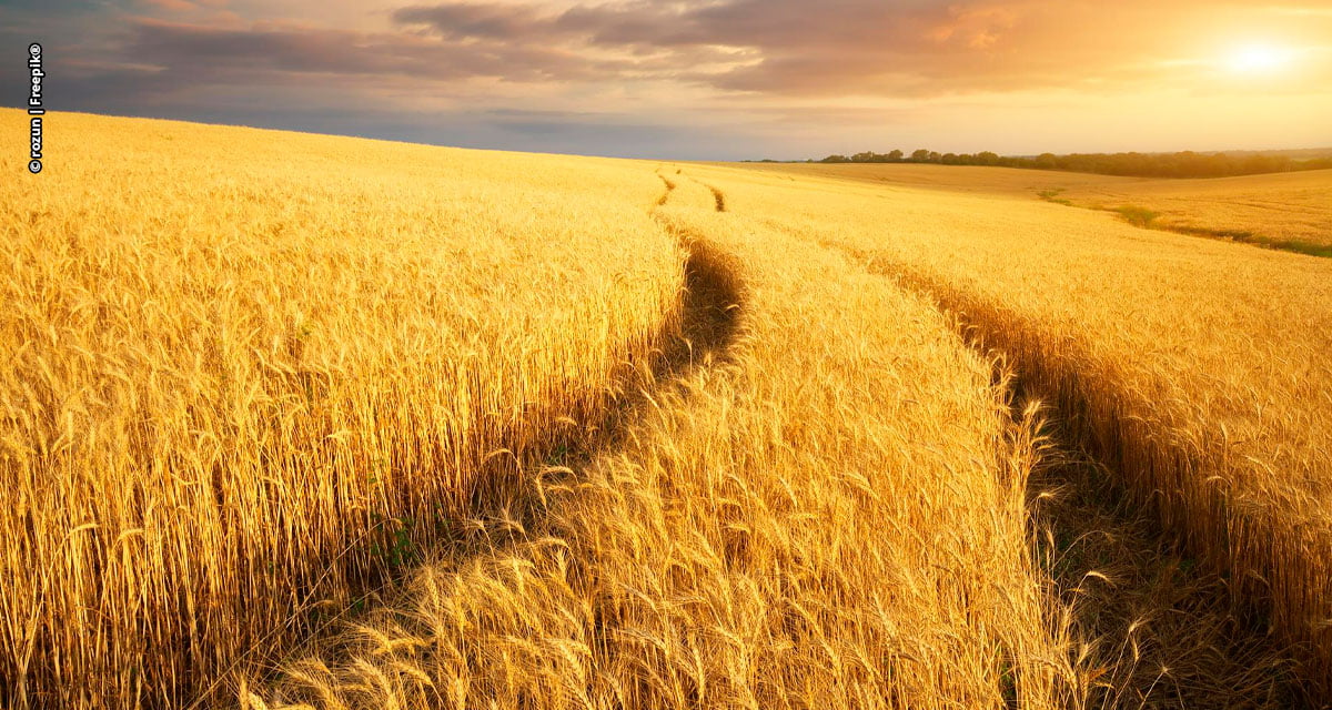 Barenbrug expande sua atuação comercial no agronegócio brasileiro com licenciamento de genética de trigo