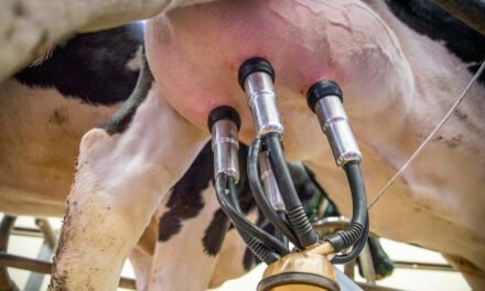 Apesar dos desafios, Capal fecha 2022 com crescimento de volume de leite