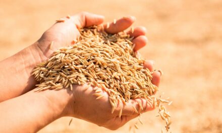 Corteva Agriscience leva à Abertura Oficial da Colheita do Arroz sua primeira solução em tratamento de sementes para a cultura