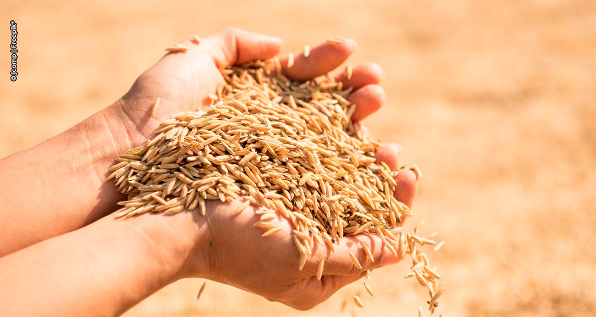 Corteva Agriscience leva à Abertura Oficial da Colheita do Arroz sua primeira solução em tratamento de sementes para a cultura