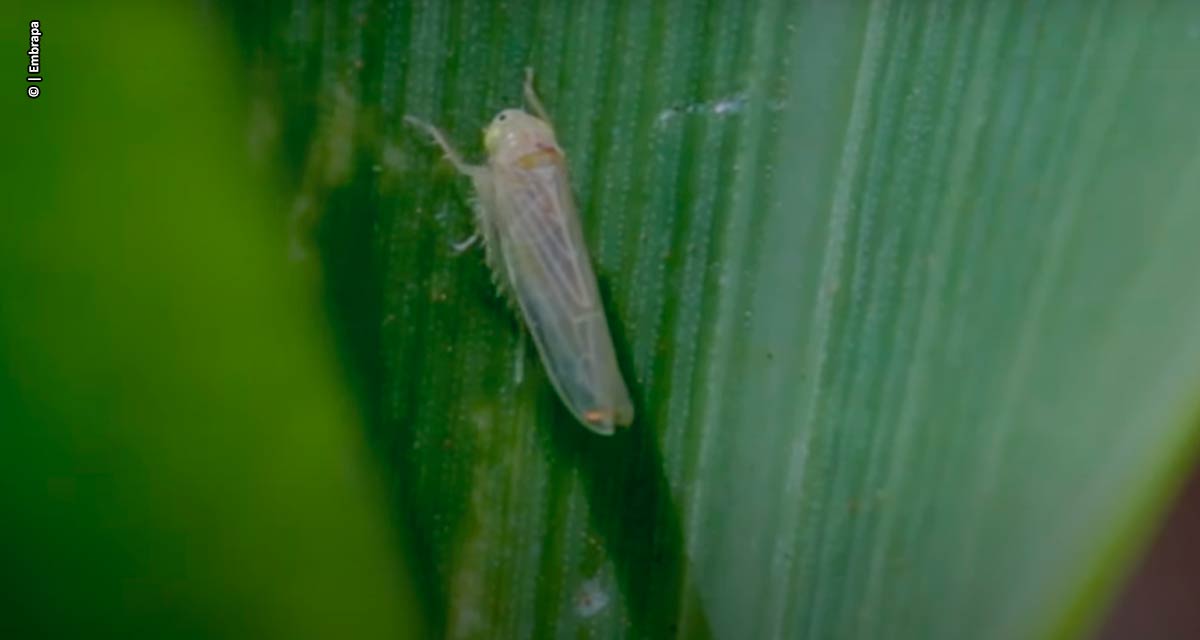 Agrobiológica Sustentabilidade trata 1,5 milhão de hectares contra a cigarrinha do milho